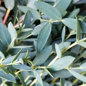 Eucalyptus parvifolia