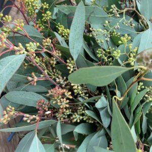 Eucalyptus populus granito bacche