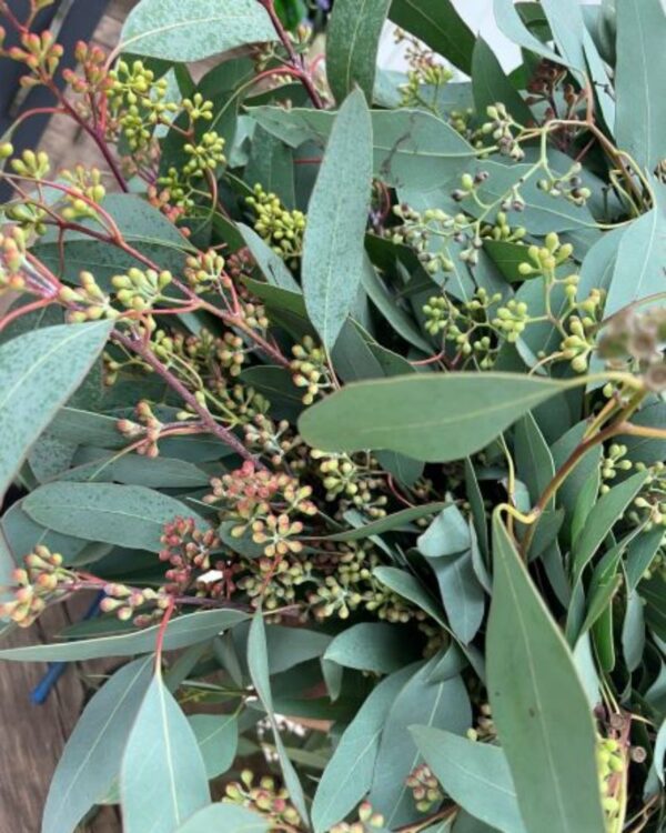 Eucalyptus seeded