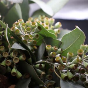Eucalyptus cupped