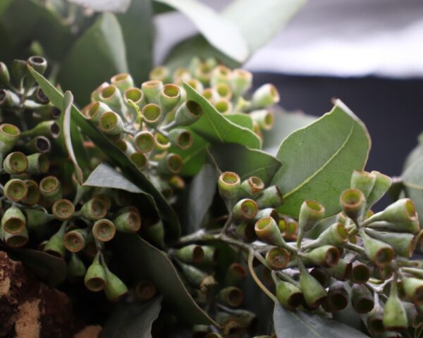 Eucalyptus cupped