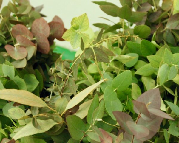 Eucalyptus stuartiana autumn - Image 2