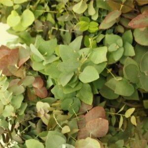 Eucalyptus stuartiana autumn