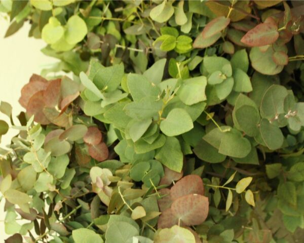 Eucalyptus stuartiana autumn