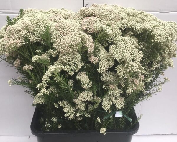 Diosmi (Fiore di riso) bianco - immagine 3