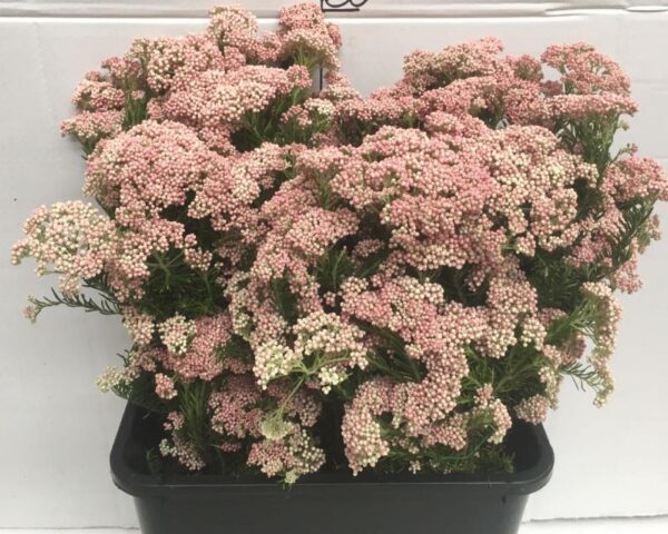 Diosmi (Fiore di riso) rosa chiaro - immagine 3
