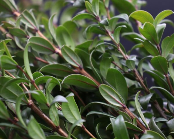 Myrtus