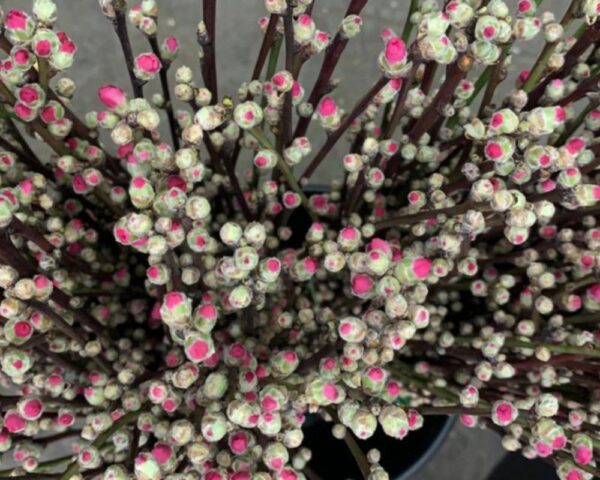 fiore di pesco