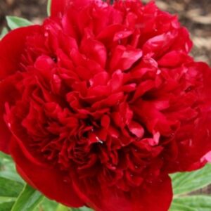 peonia rossa