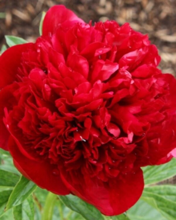peonia rossa