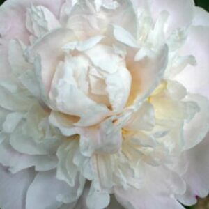 peonia bianca