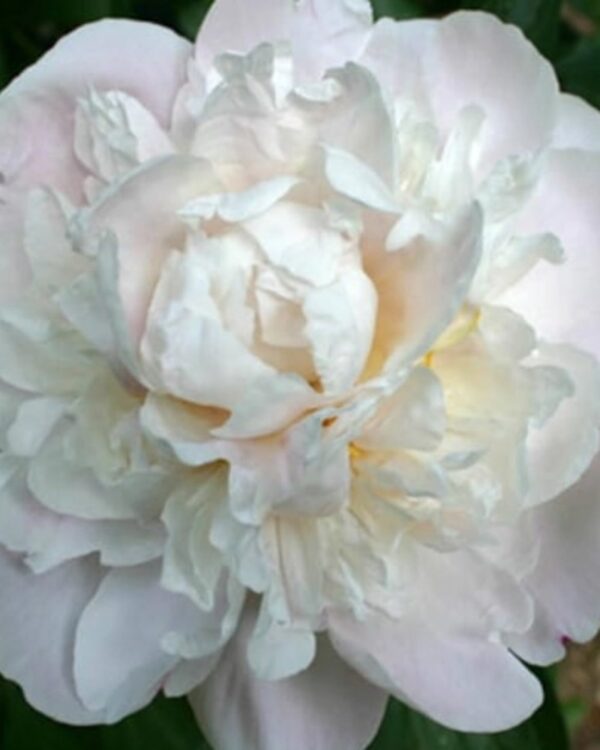 peonia bianca
