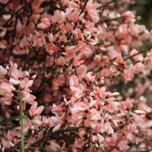 Ginestra italiana rosa