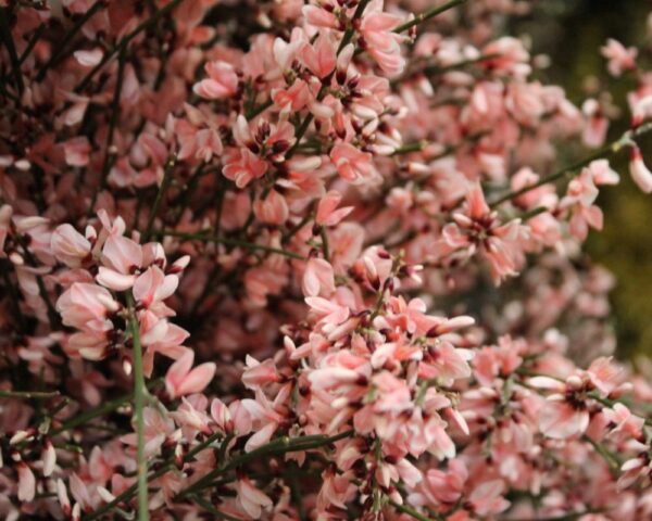 Ginestra italiana rosa