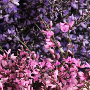 Ginestra italiana rosa porpora