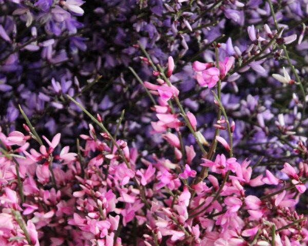 Ginestra italiana rosa porpora