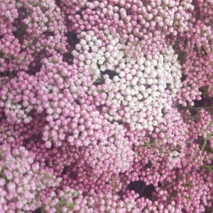 Diosmi (Fiore di riso) rosa chiaro