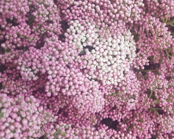 Diosmi (Fiore di riso) rosa chiaro