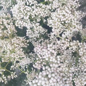 Diosmi (Fiore di riso) bianco