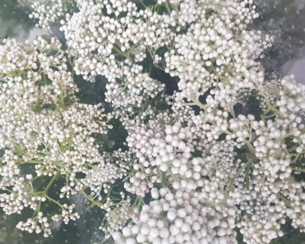 Diosmi (Fiore di riso) bianco