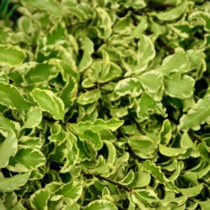 Variegated pittosporum