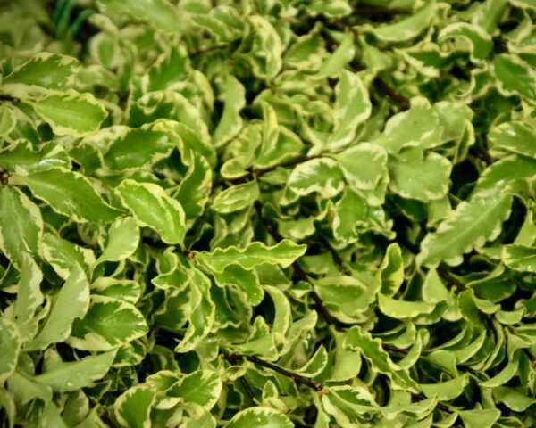 Variegated pittosporum