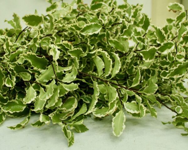 Variegated pittosporum - Image 2