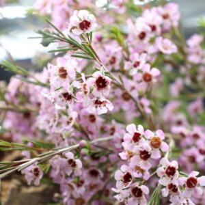 Wax flower (fiore di cera) rosa