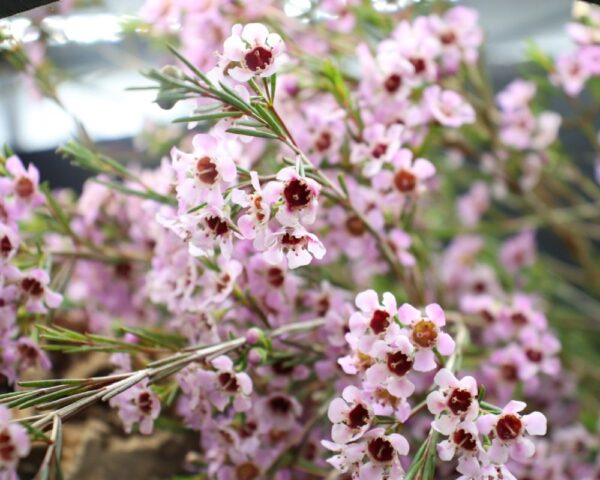 Wax flower pink