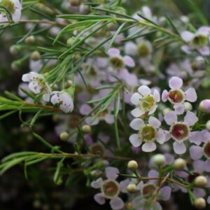 Wax flower (fiore di cera) bianco