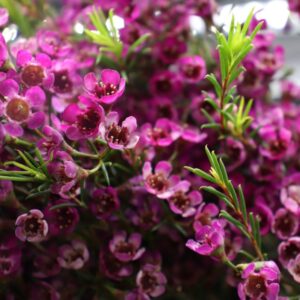 Wax flower (fiore di cera) porpora