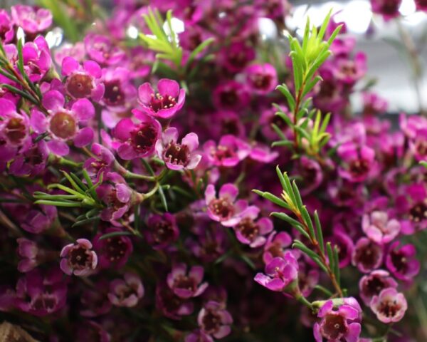 Wax flower (fiore di cera) porpora