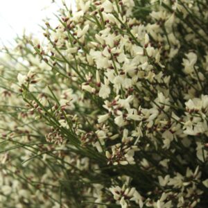 Ginestra italiana bianca
