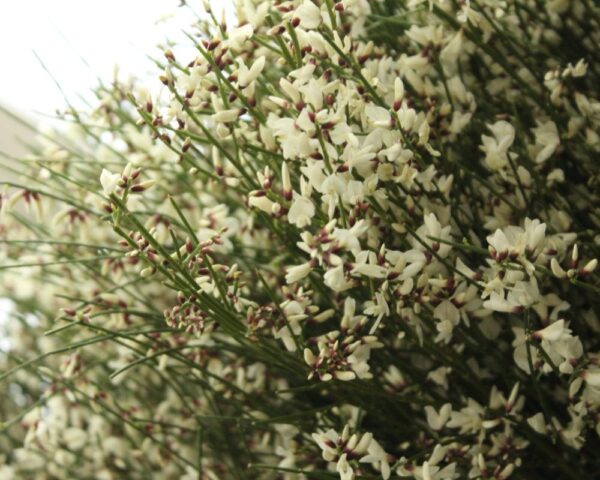 Italian genista white