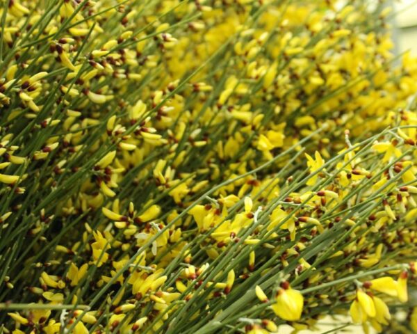 Ginestra italiana gialla - immagine 2