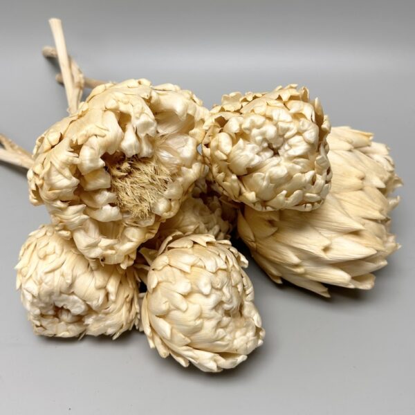 Carciofo bianco