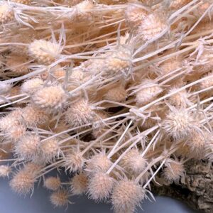 Sea holly light pink