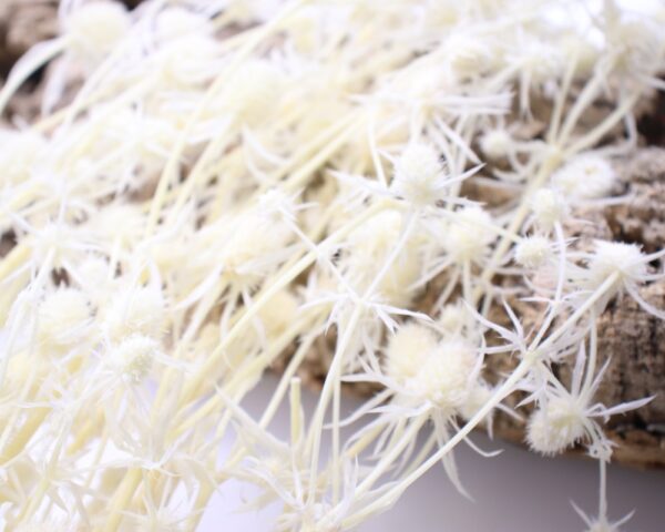 Sea holly bianca - immagine 2