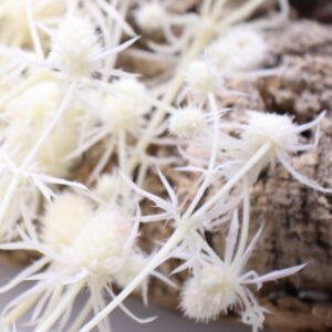 Sea holly white