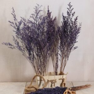 Limonium purple