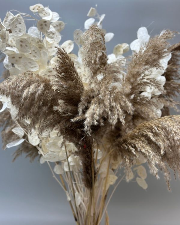 Lunaria bianca - immagine 3