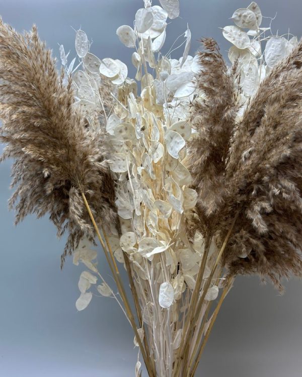 Lunaria bianca - immagine 2