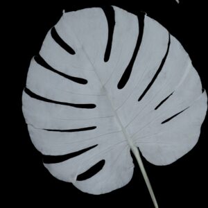 Monstera white