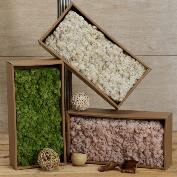 Moss white - Image 3