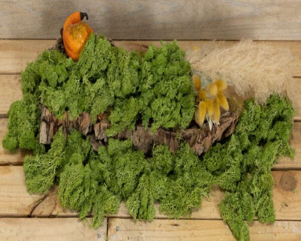 Muschio verde - immagine 3