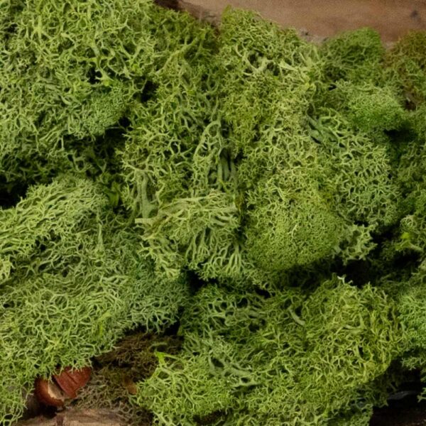 Moss green