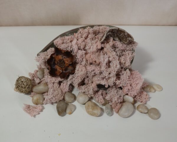 Muschio rosa chiaro - immagine 3