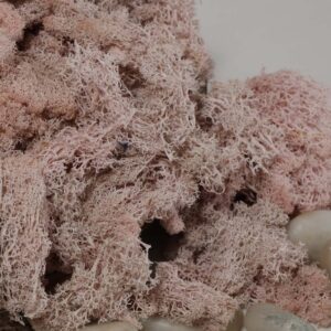 Moss light pink
