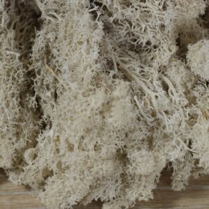 Moss white