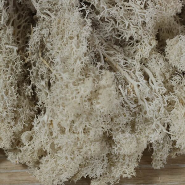 Moss white